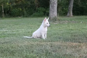 Female Purebred Swedish Vallhund Puppy (1-3 Months)