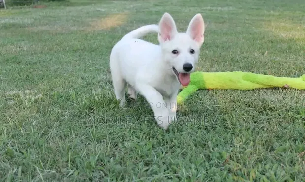 Female Purebred German Shepherd Puppy (1-3 Months) - 1