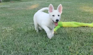 Female Purebred German Shepherd Puppy (1-3 Months)