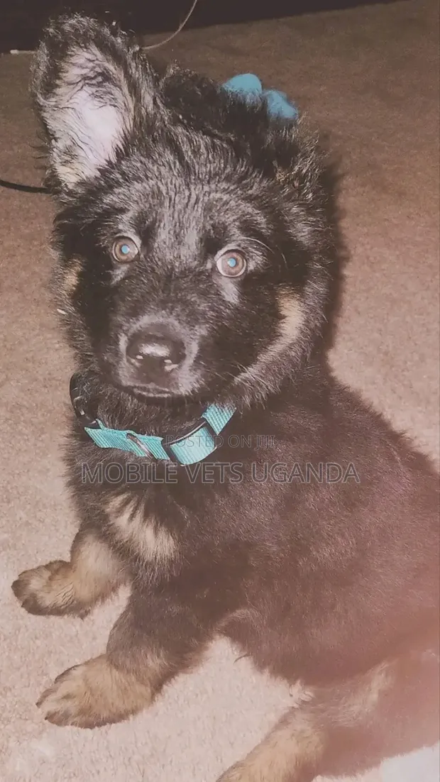 Female Purebred German Shepherd Puppy (1-3 Months) - 1