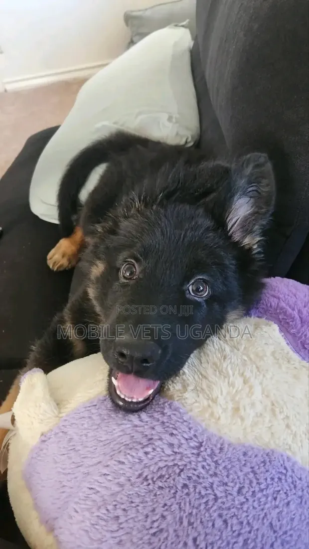 1-3 Month Male Purebred German Shepherd - 1
