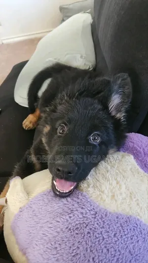 1-3 Month Male Purebred German Shepherd