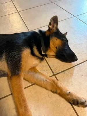 1-3 Month Male Purebred German Shepherd Puppy