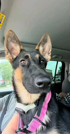1-3 Month Old Male Purebred German Shepherd Puppy