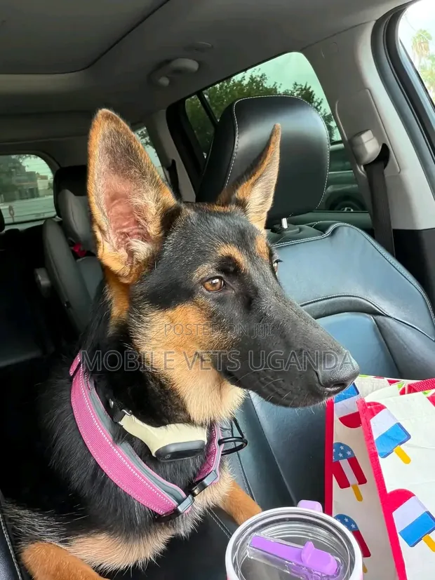 1-3 Month Male Purebred German Shepherd Puppy - 1