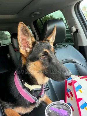 1-3 Month Male Purebred German Shepherd Puppy