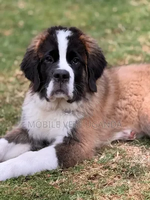 Purebred Caucasian Shepherd Puppy - 1-3 Months Male