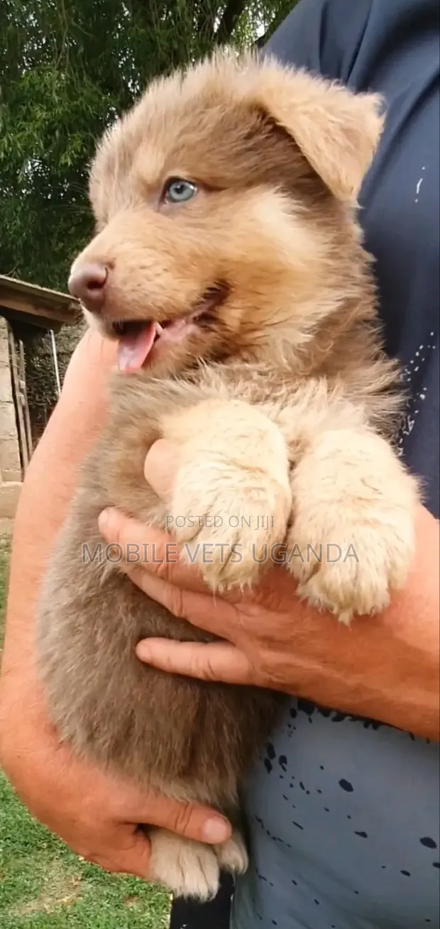 1-3 Month Old Male Purebred Siberian Husky - 1