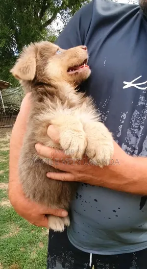 1-3 Month Male Purebred Siberian Husky Puppy