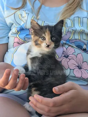 Purebred Bombay Kitten - 1-3 Months Old