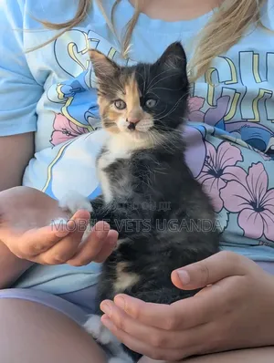 1-3 Month Male Purebred American Curl Kitten