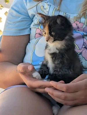 1-3 Month Male Purebred American Curl Kitten