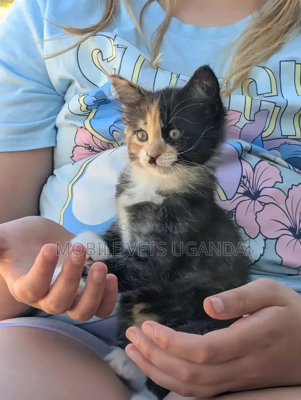 Female Purebred Javanese Kitten (1-3 Months) - 1