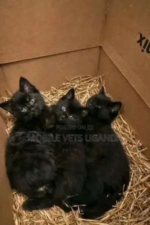 Purebred Bombay Kitten - 1-3 Months Old