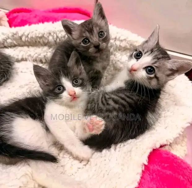 Female Purebred Somali Kitten (1-3 Months) - 1