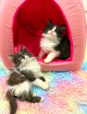 1-3 Month Male Purebred American Wirehair Kitten