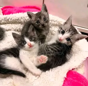 Female Exotic Kitten, 1-3 Months Old
