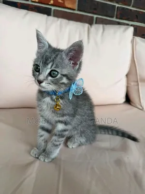 Purebred Bombay Kitten - 1-3 Months Male