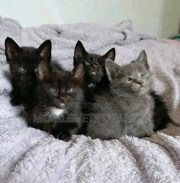 Purebred Bombay Kitten - 1-3 Months Male - 1