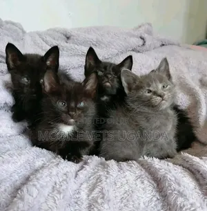 Purebred Bombay Kitten - 1-3 Months Male