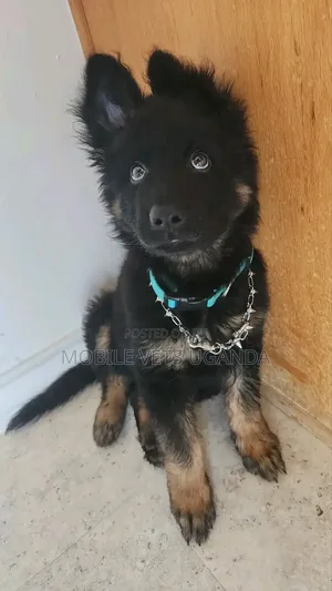 3-6 Month Male Purebred German Shepherd