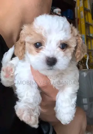 Purebred Male Maltese Puppy (1-3 Months)