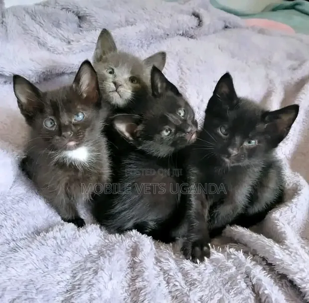 Purebred Abyssinian Kitten - 1-3 Months Old - 1