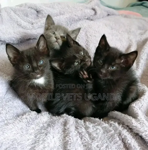 Female Purebred Tabby Kitten (1-3 Months) - 1