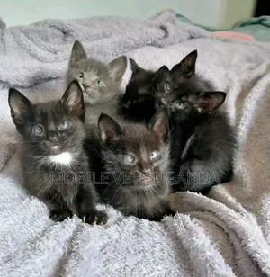 Female Sphynx Kitten (0-1 Month)