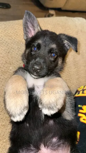 1-3 Month Male Purebred German Shepherd Puppy