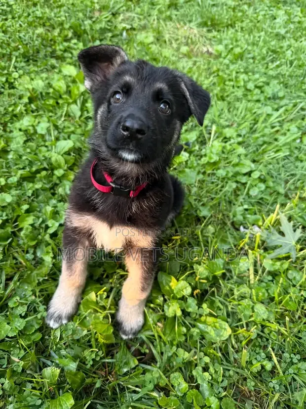 Female Purebred German Shepherd Puppy (1-3 Months) - 1