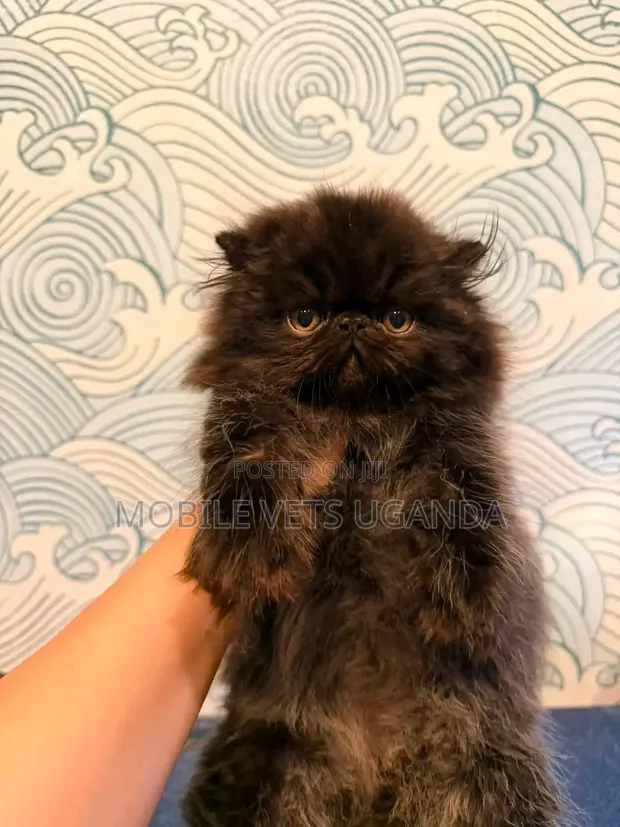 Purebred Persian Cat, 3-6 Months Male - 1