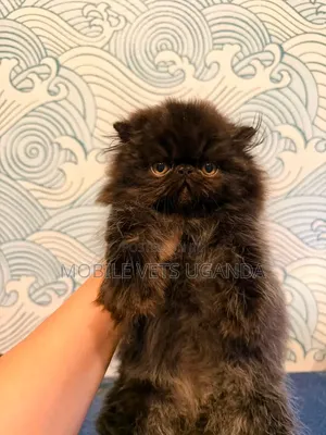 Purebred Persian Cat, 3-6 Months Male