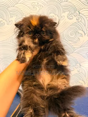 Female Purebred Persian Kitten (1-3 Months)