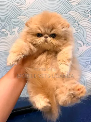 Female Purebred Persian Kitten (1-3 Months)