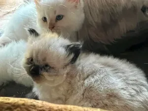 1-3 Month Male Purebred Ragdoll Kitten