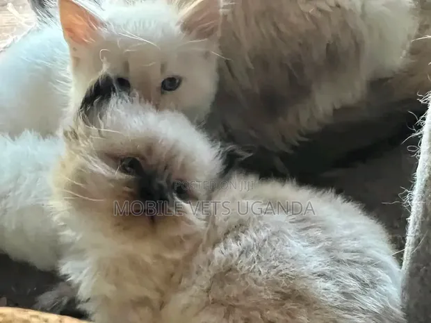 Female Purebred Ragdoll Kitten (1-3 Months) - 1