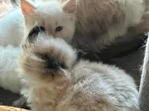 Female Purebred Ragdoll Kitten (1-3 Months)