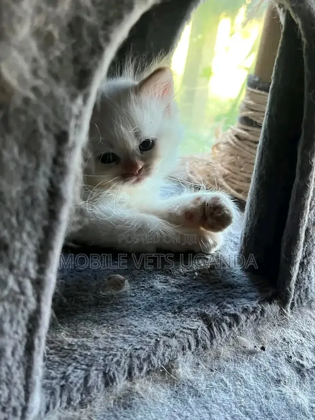 Female Purebred Bombay Kitten (0-1 Month) - 1