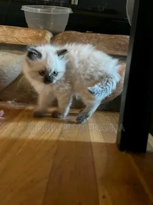 1-3 Month Male Purebred Russian Blue Kitten