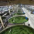 Smart Fish Farming IoT System - 2