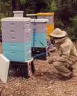 Apiary Monitoring Wireless Hive Sensors - 2