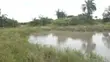 Farm with 100 Cows, 60 Goats, 20 Sheep for Sale - 1