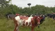 Farm with 100 Cows, 60 Goats, 20 Sheep for Sale - 2