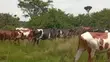 Farm with 100 Cows, 60 Goats, 20 Sheep for Sale - 3