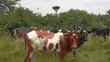 Farm with 100 Cows, 60 Goats, 20 Sheep for Sale - 4