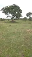 Farm with 100 Cows, 60 Goats, 20 Sheep for Sale - 5