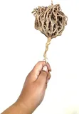 Rose of Jericho (Maryam Flower) Women's Health Plant - 2