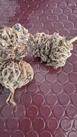 Rose of Jericho (Maryam Flower) Women's Health Plant - 5