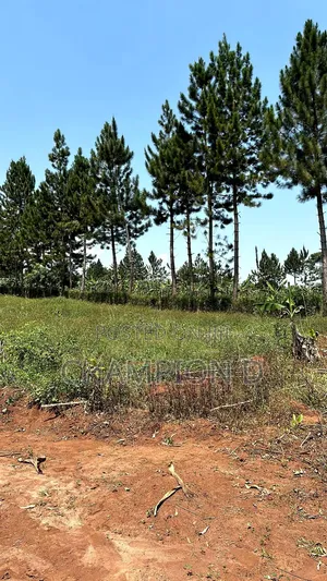 Kisoga Estate Land for Sale